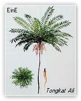 Eurycoma Longifolia/'Tongkat Ali' Plant