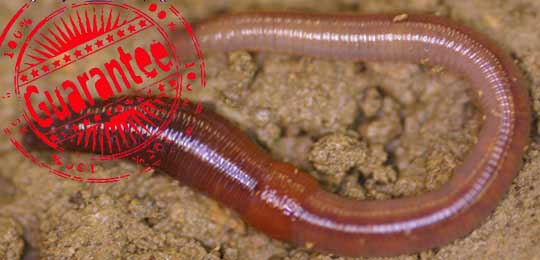 Cacing Lumbricus Rubellus untuk dijual